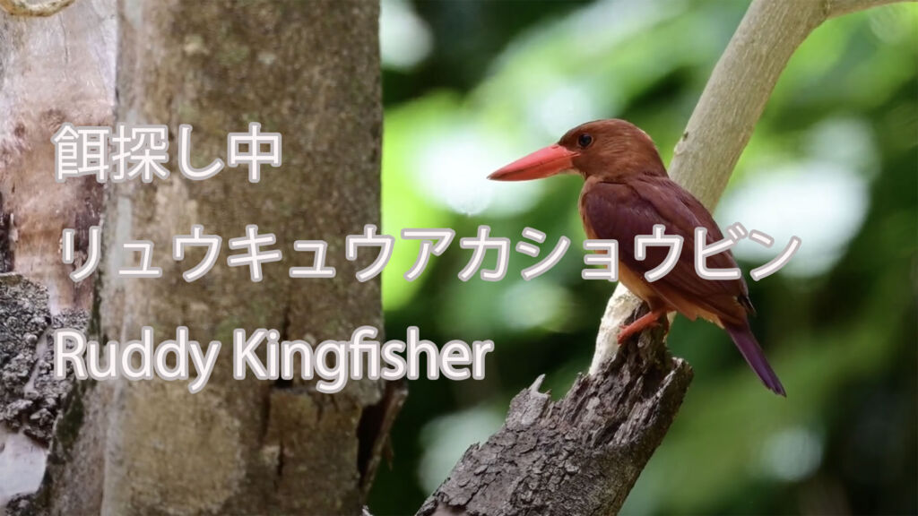 【餌探し中】リュウキュウアカショウビン Ruddy Kingfisher