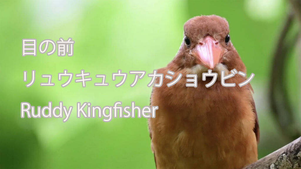 【目の前】リュウキュウアカショウビン Ruddy Kingfisher