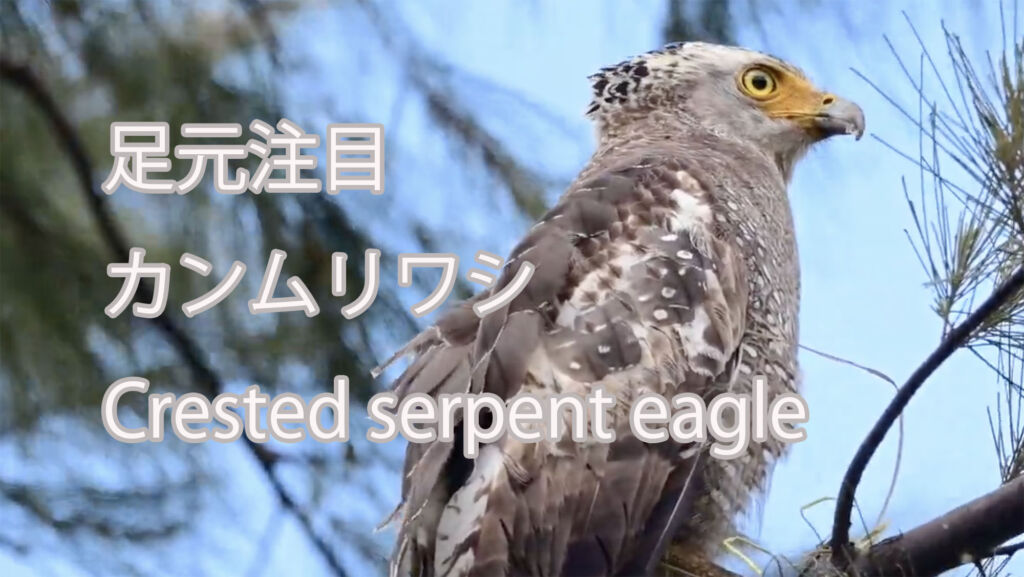 【足元注目】カンムリワシ Crested serpent eagle