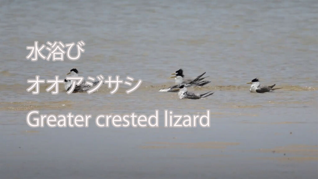 【水浴び】  オオアジサシ  Greater crested lizard
