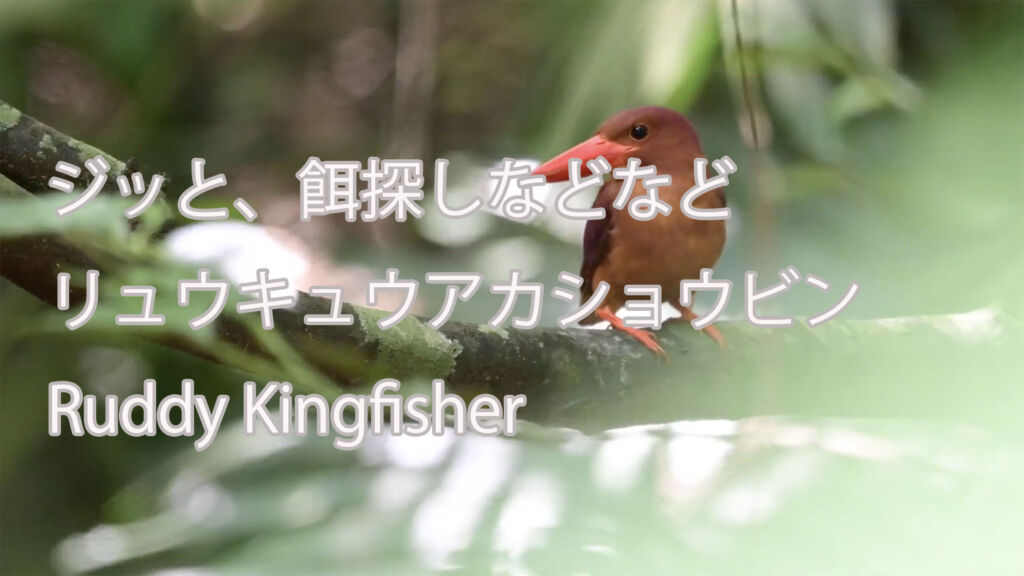 【ジッと、餌探しなどなど】リュウキュウアカショウビン Ruddy Kingfisher