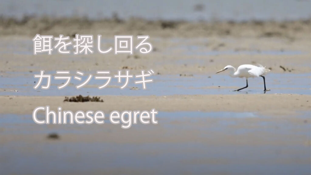 【餌を探し回る】カラシラサギ Chinese egret