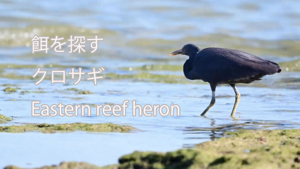 【餌を探す】クロサギ Eastern reef heron