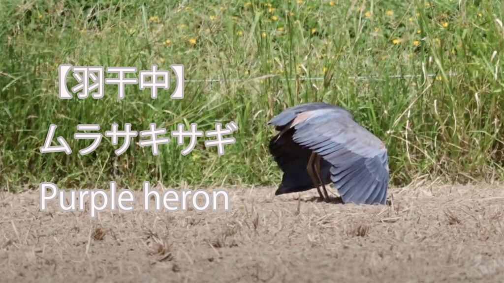 【羽干中】ムラサキサギ Purple heron
