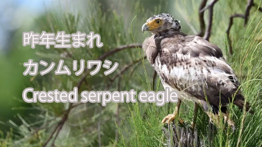 【昨年生まれ】 カンムリワシ  Crested serpent eagle