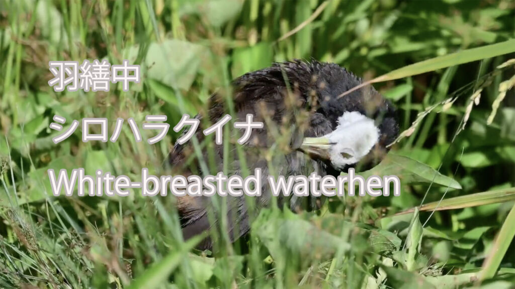 【羽繕中】シロハラクイナ White-breasted waterhen