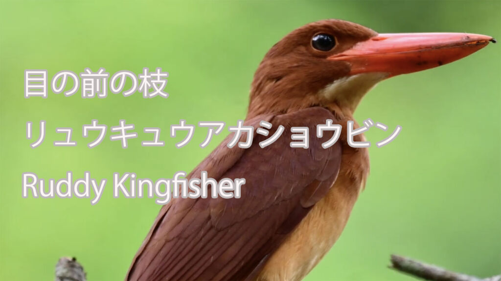 【目の前の枝】  リュウキュウアカショウビン  Ruddy Kingfisher