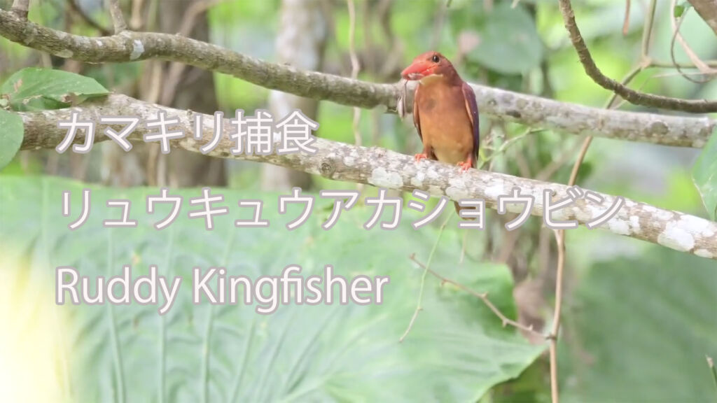 【カマキリ捕食】リュウキュウアカショウビン Ruddy Kingfisher