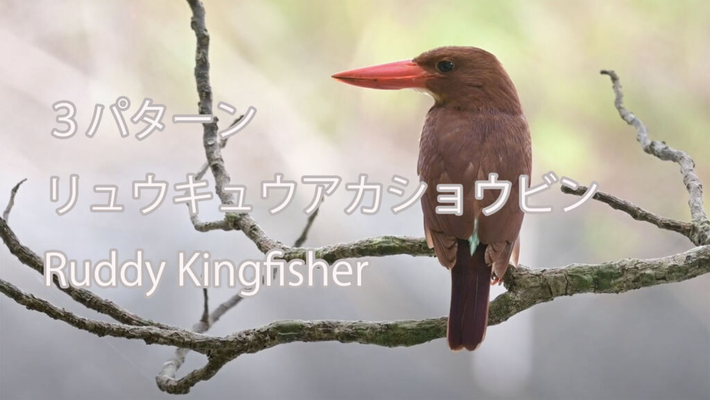【３パターン】リュウキュウアカショウビン Ruddy Kingfisher