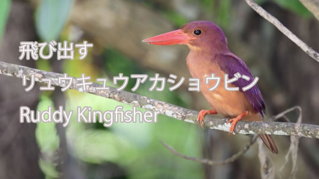 【飛び出す】リュウキュウアカショウビン Ruddy Kingfisher