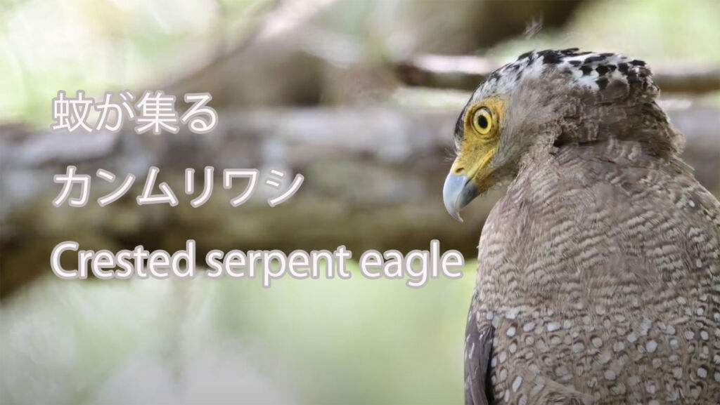 【蚊が集る】カンムリワシ Crested serpent eagle