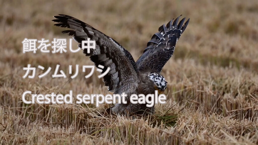 【餌を探し中】 カンムリワシ  Crested serpent eagle
