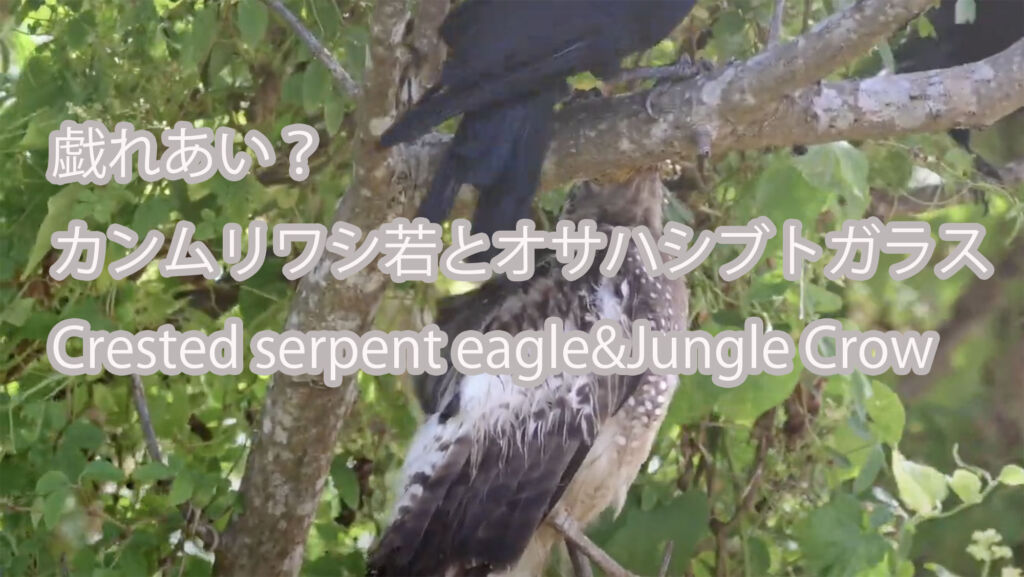 【戯れあい？】 カンムリワシ若とオサハシブトガラス Crested serpent eagle&Jungle Crow