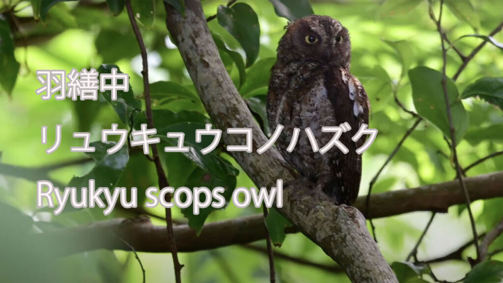 【羽繕中】リュウキュウコノハズク Ryukyu scops owl