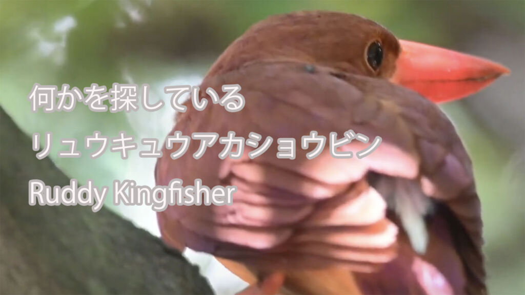【何かを探している】リュウキュウアカショウビン Ruddy Kingfisher