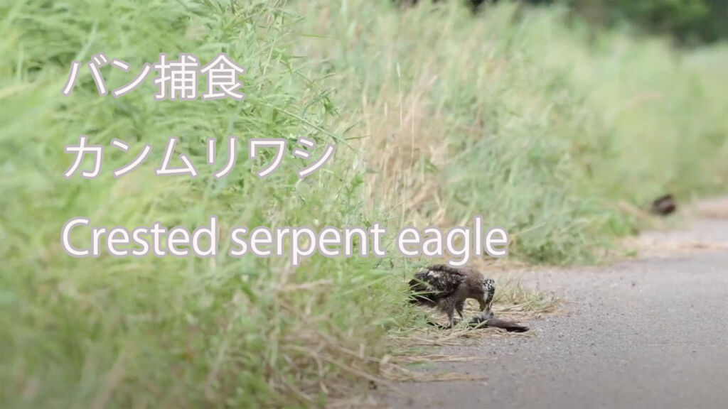 【バン捕食】カンムリワシ Crested serpent eagle