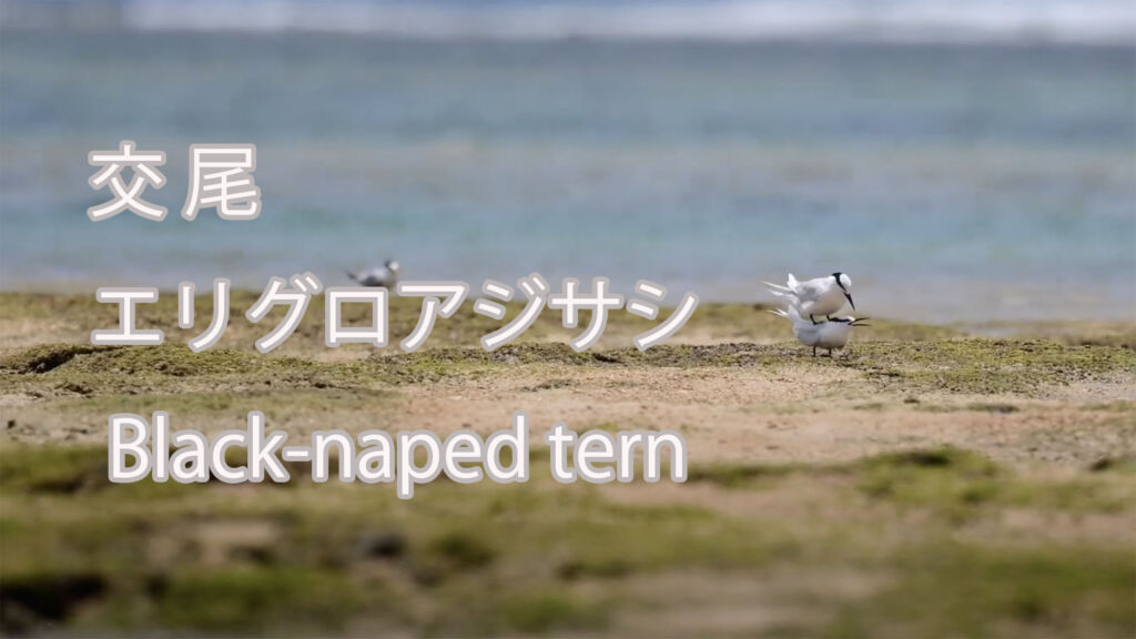 【交尾】エリグロアジサシ Black-naped tern