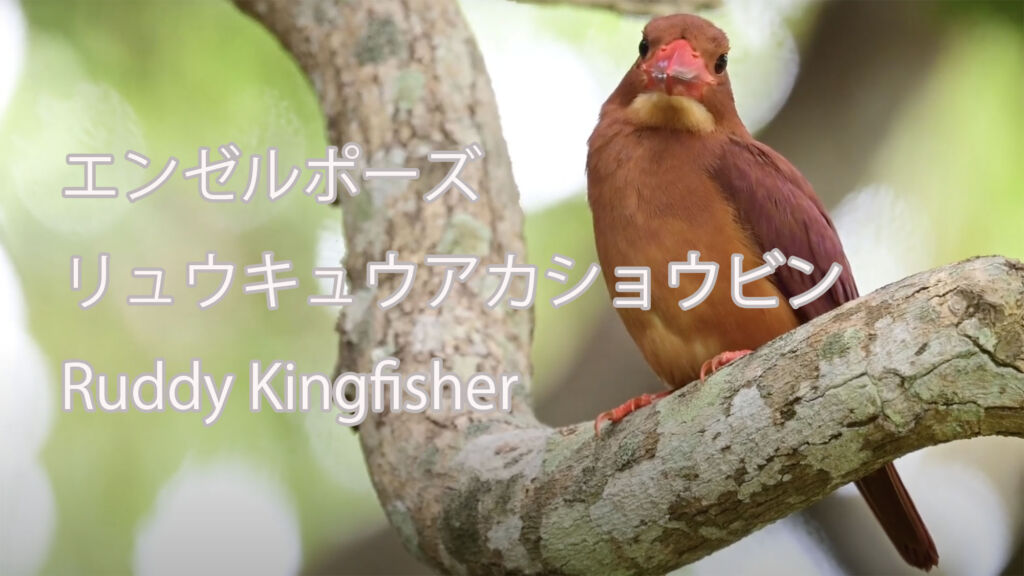 【エンゼルポーズ】リュウキュウアカショウビン Ruddy Kingfisher
