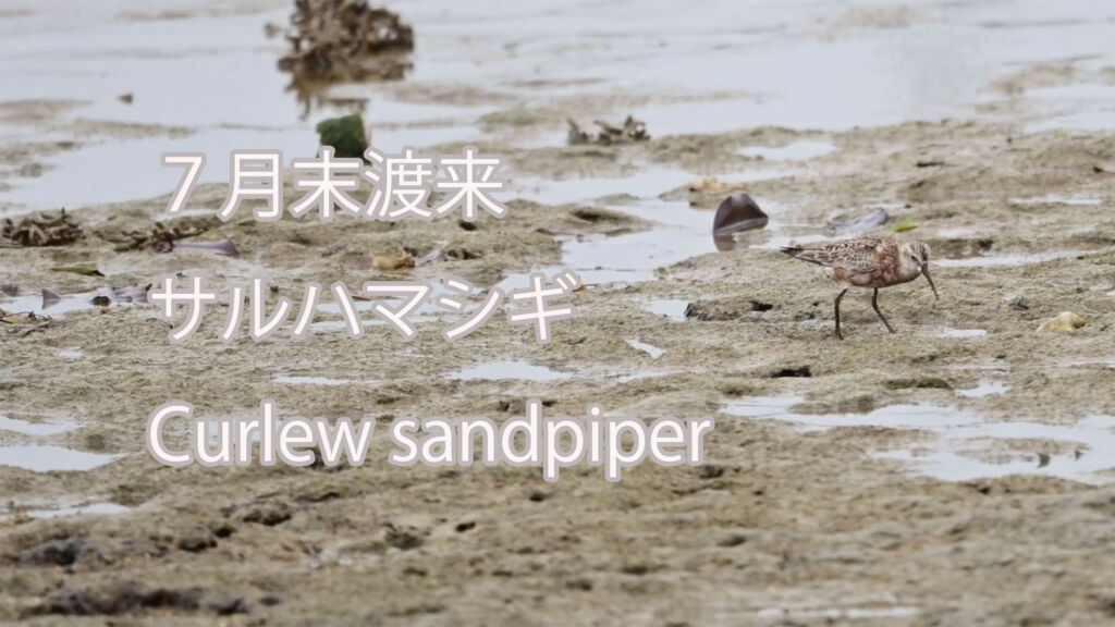 【７月末渡来】  サルハマシギ  Curlew sandpiper