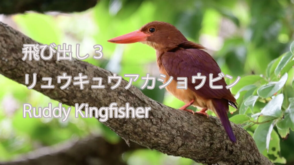 【飛び出し３】リュウキュウアカショウビン Ruddy Kingfisher