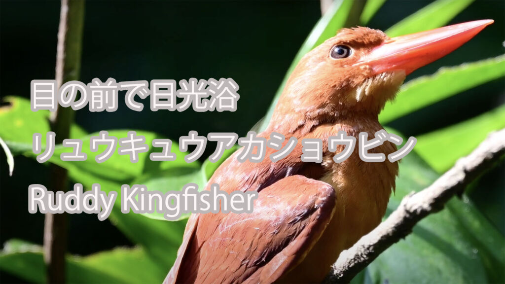 【目の前で日光浴】 リュウキュウアカショウビン Ruddy Kingfisher