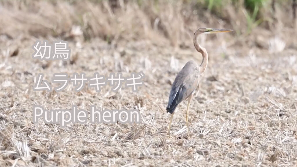 【幼鳥】ムラサキサギ Purple heron