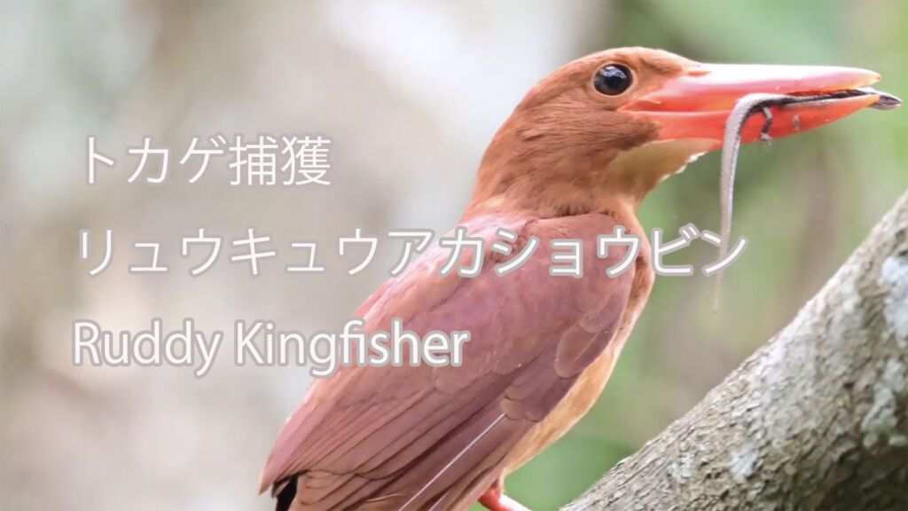 【トカゲ捕獲】リュウキュウアカショウビン Ruddy Kingfisher