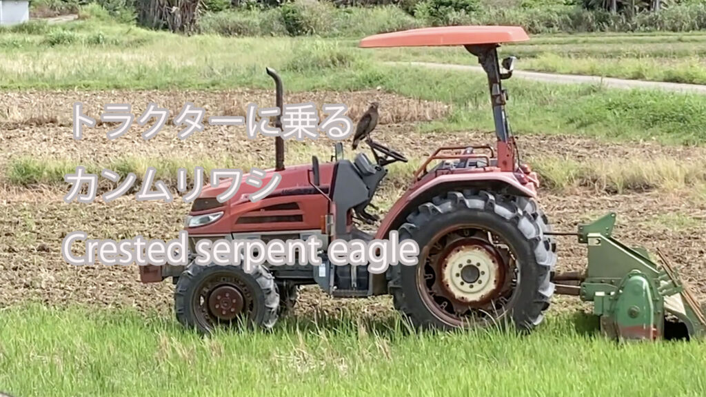 【トラクターに乗る】カンムリワシ Crested serpent eagle