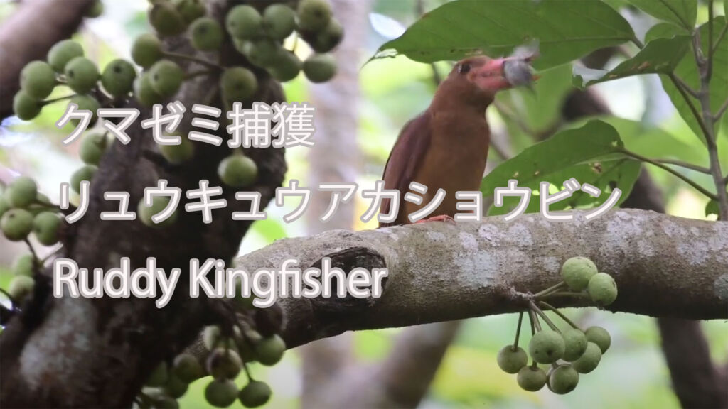 【クマゼミ捕獲】リュウキュウアカショウビン Ruddy Kingfisher