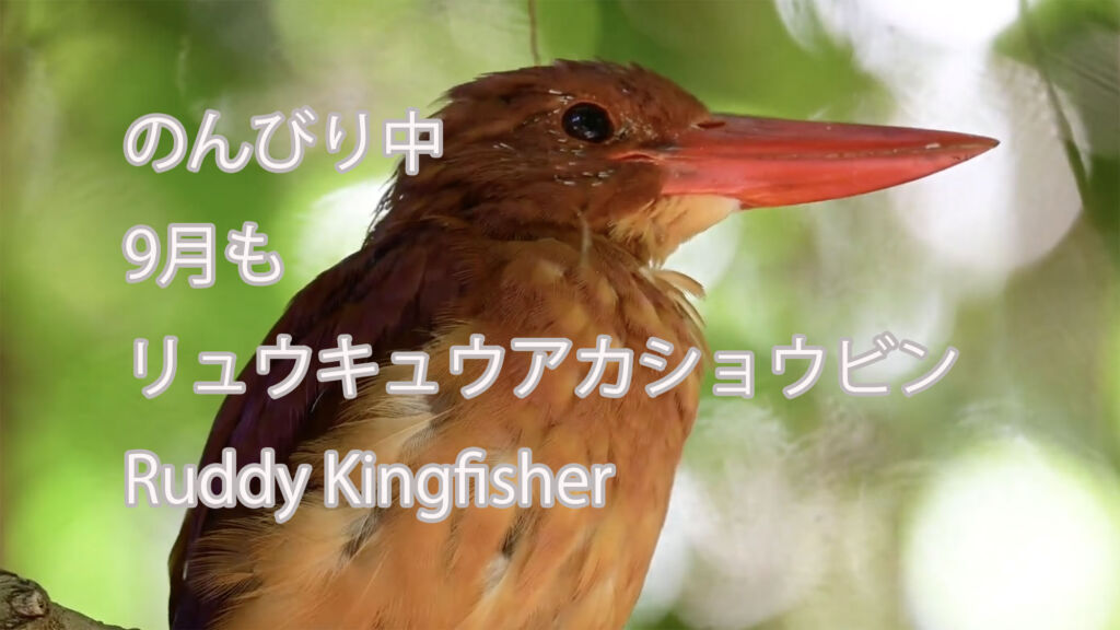 【のんびり中】9月もリュウキュウアカショウビン Ruddy Kingfisher