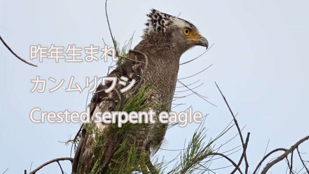 【昨年生まれ】カンムリワシ Crested serpent eagle