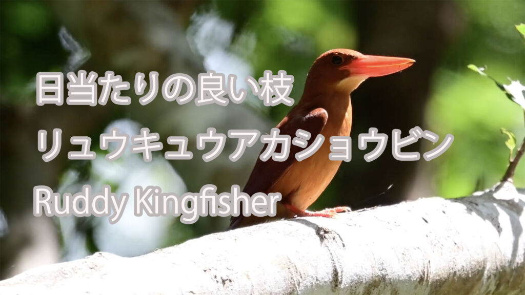 【日当たりの良い枝】リュウキュウアカショウビン Ruddy Kingfisher