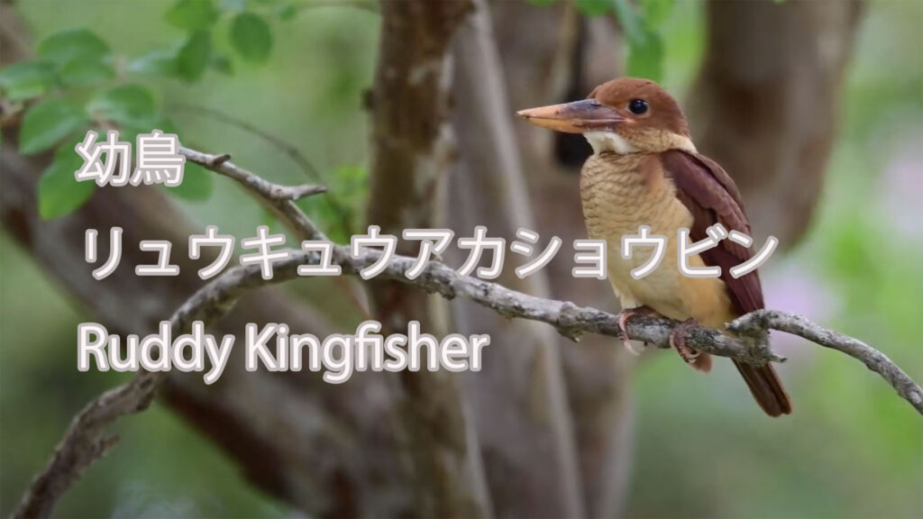 【幼鳥】リュウキュウアカショウビン Ruddy Kingfisher