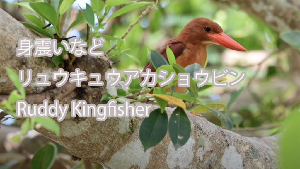 【身震いなど】リュウキュウアカショウビン Ruddy Kingfisher