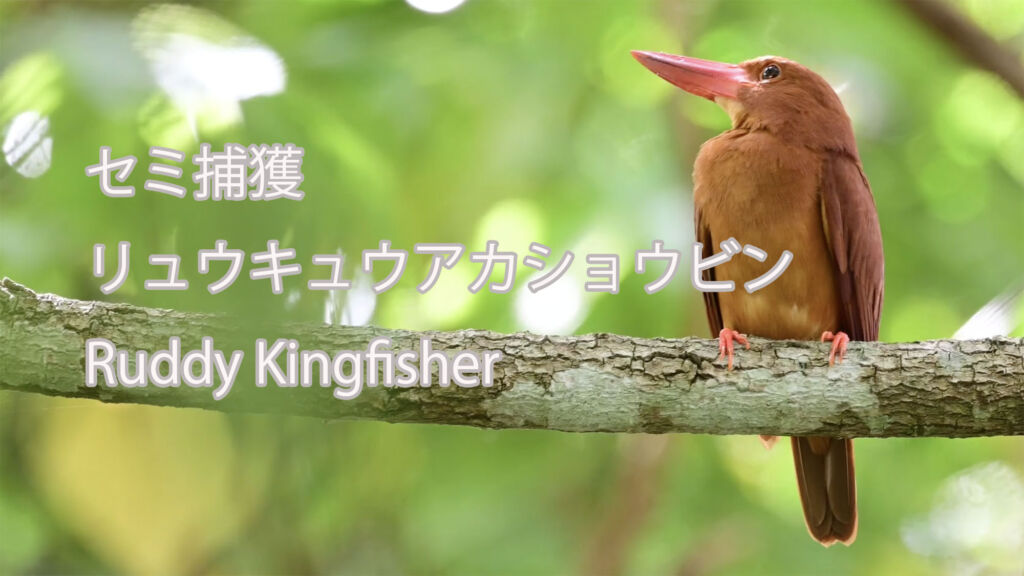 【セミ捕獲】リュウキュウアカショウビン Ruddy Kingfisher