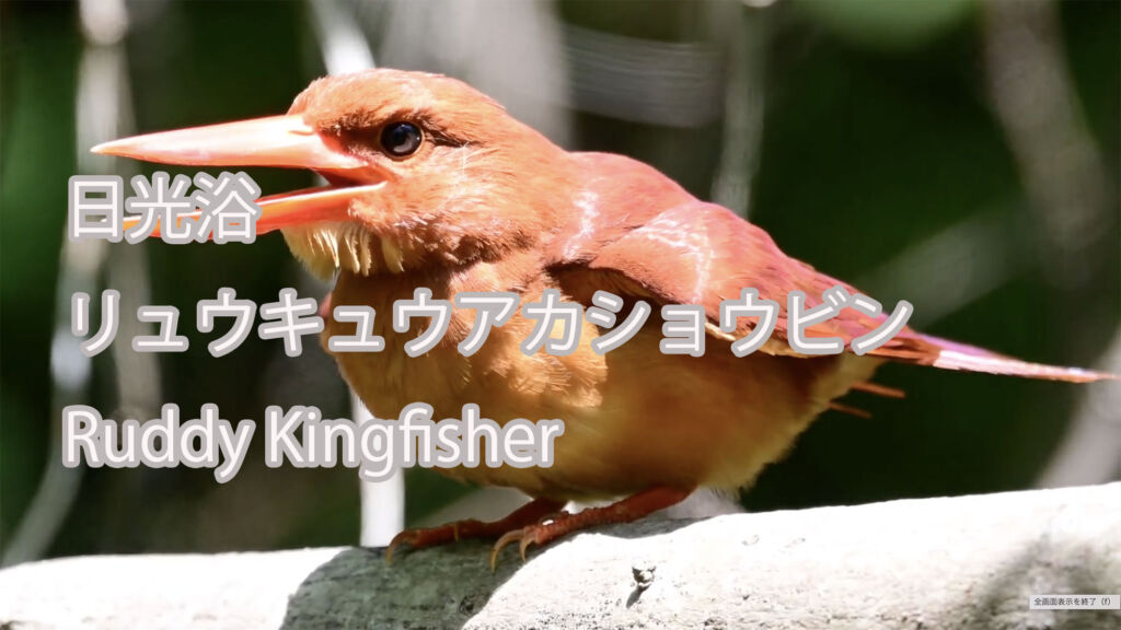 【日光浴】リュウキュウアカショウビン Ruddy Kingfisher
