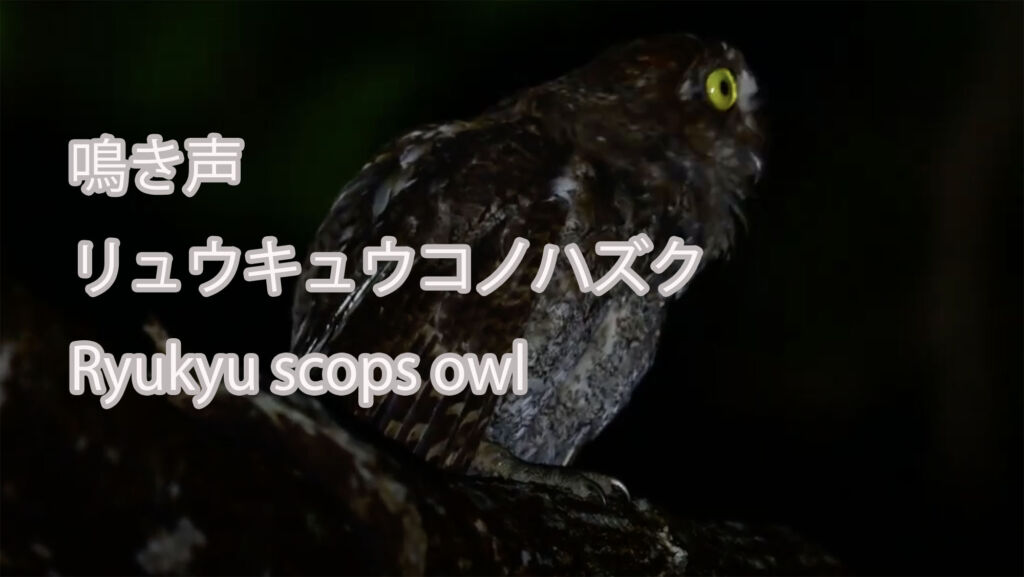 【鳴き声】  リュウキュウコノハズク  Ryukyu scops owl