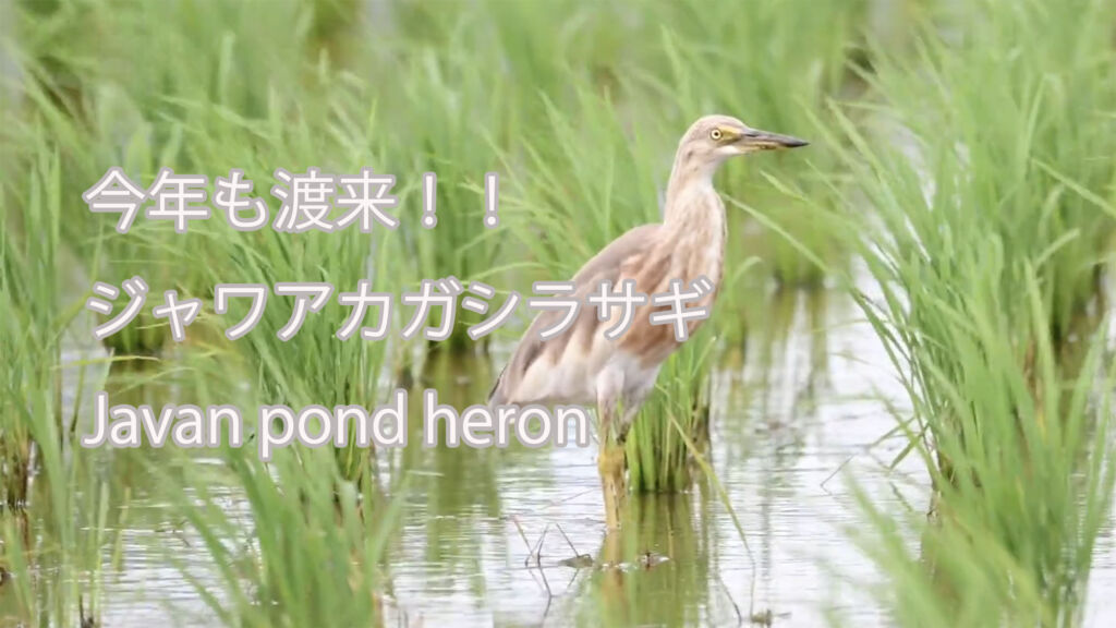 【今年も渡来！！】ジャワアカガシラサギ  Javan pond heron