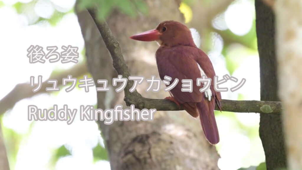 【後ろ姿】リュウキュウアカショウビン Ruddy Kingfisher