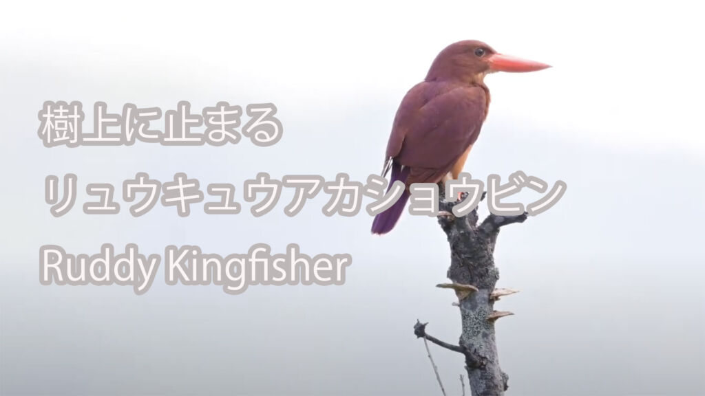 【樹上に止まる】  リュウキュウアカショウビン  Ruddy Kingfisher