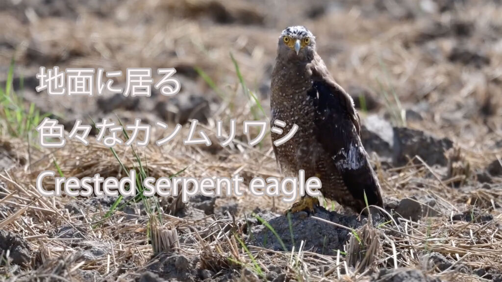 【地面に居る】色々なカンムリワシ Crested serpent eagle