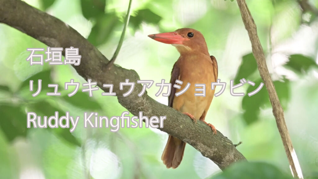 【石垣島】 リュウキュウアカショウビン Ruddy Kingfisher
