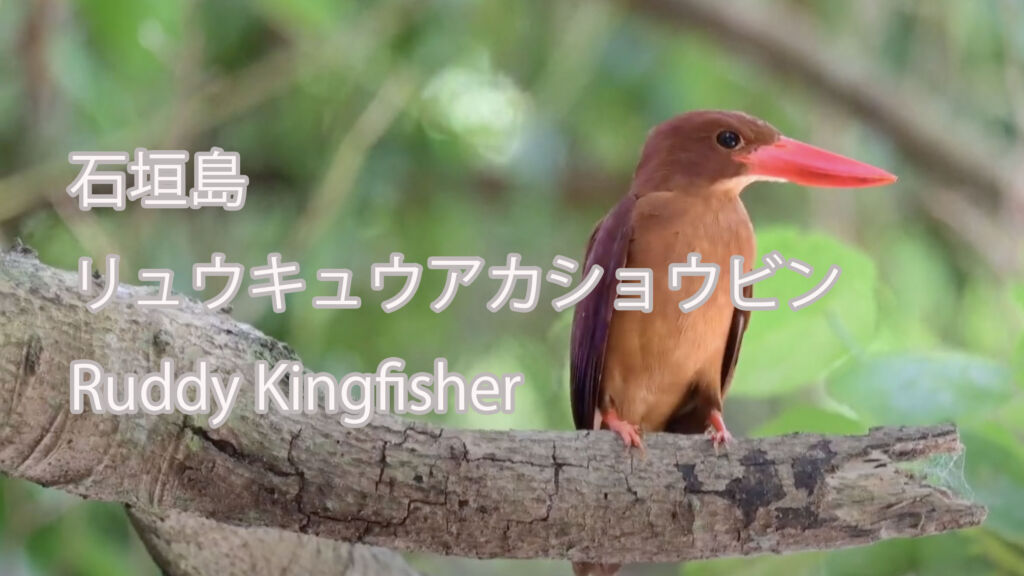 【石垣島】  リュウキュウアカショウビン  Ruddy Kingfisher 
