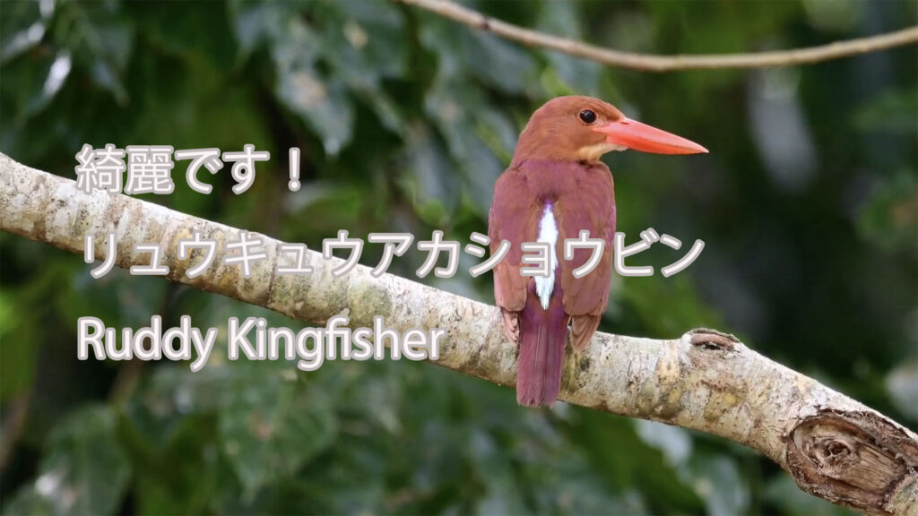 【綺麗です！】リュウキュウアカショウビン Ruddy Kingfisher