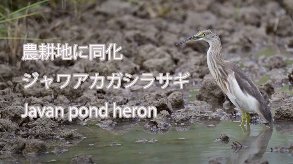 【農耕地に同化】ジャワアカガシラサギ Javan pond heron