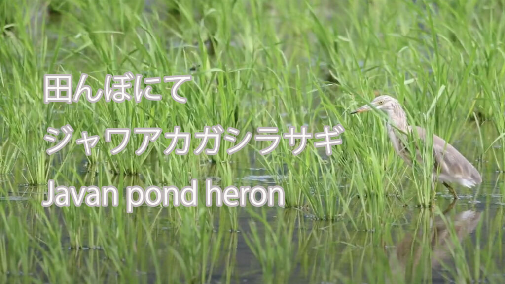 【田んぼにて】ジャワアカガシラサギ Javan pond heron