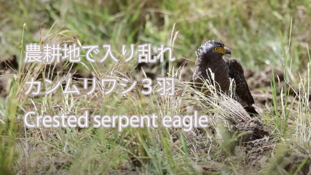 【農耕地で入り乱れ】 カンムリワシ３羽  Crested serpent eagle