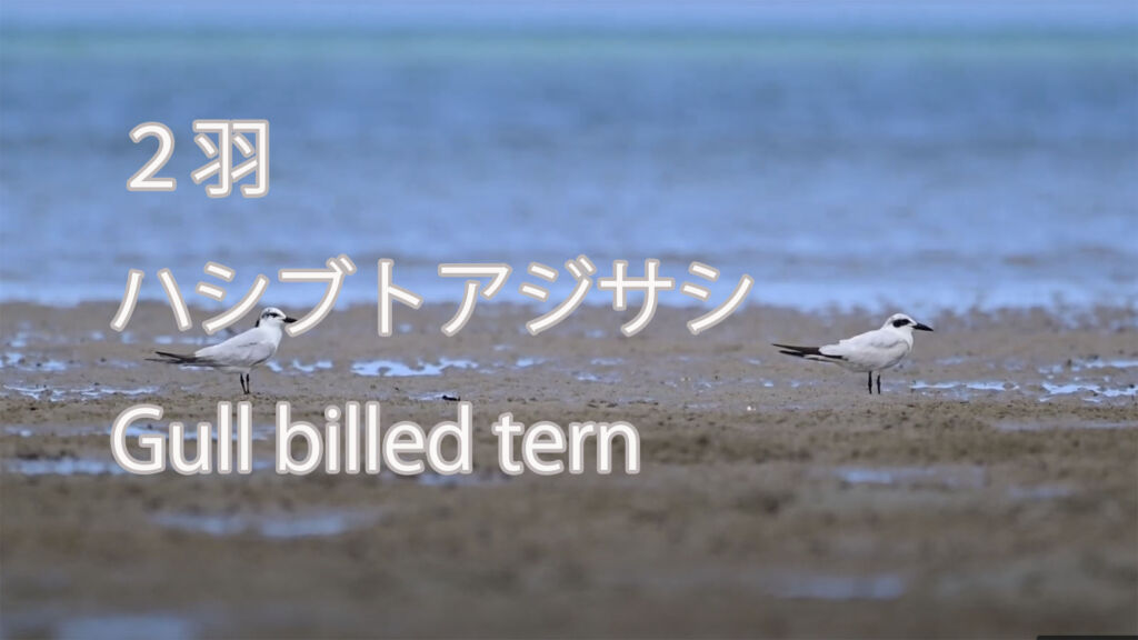【２羽】ハシブトアジサシ Gull billed tern
