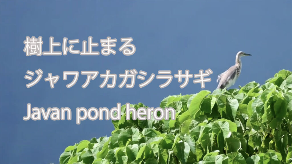 【樹上に止まる】 ジャワアカガシラサギ  Javan pond heron