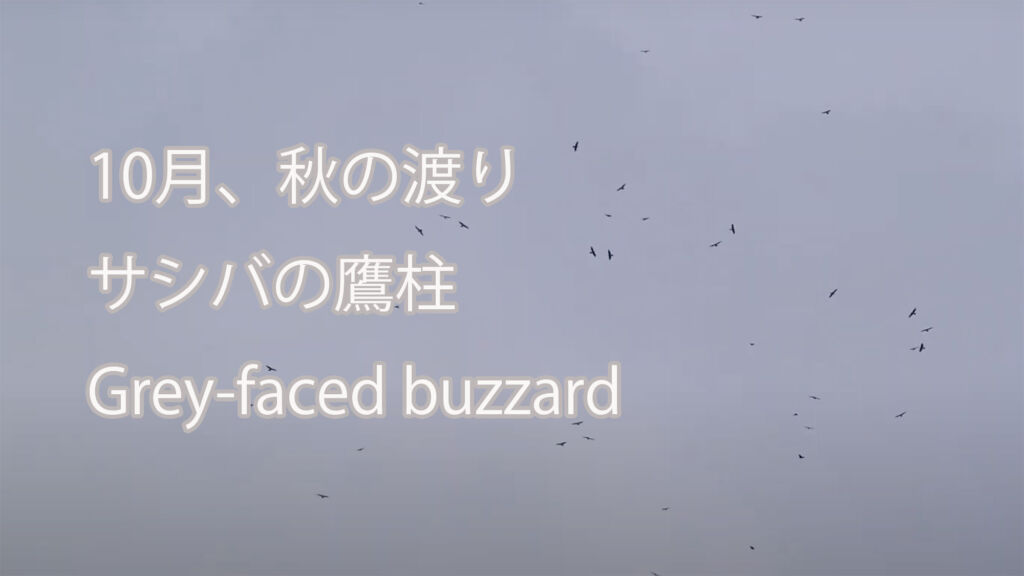 【10月、秋の渡り】サシバの鷹柱 Grey-faced buzzard